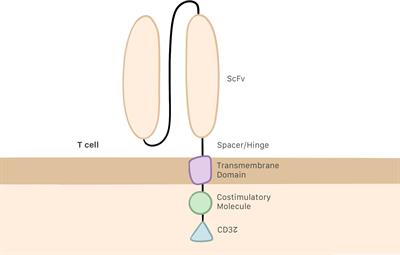 Understanding CAR T cell therapy and its role in ovarian cancer and peritoneal carcinomatosis from ovarian cancer